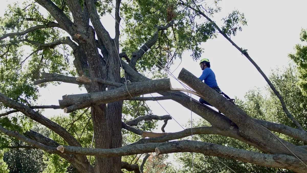 Professional Hazardous Tree Removal performed by certified arborists in Carleton